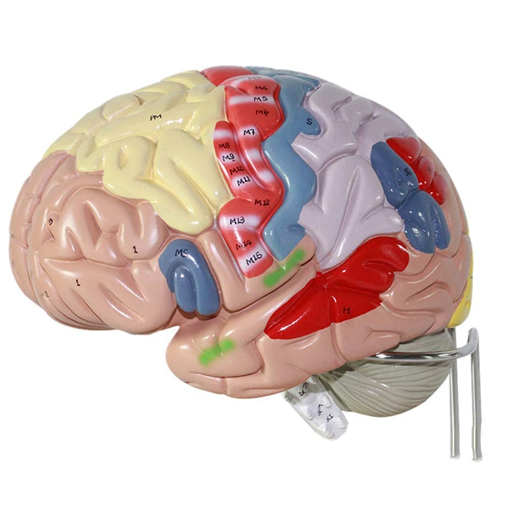 Modello di Cervello Umano con regioni Colorate ed etichettate, Modello anatomico del Cervello Umano, Modello di Struttura di partizione della Funzione cerebrale Dipinta