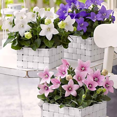 Seeds Balloon Flower Mix (Platycodon Chinese) Perennial Flowers Seeds Balloon Flower Mix (Platycodon Chinese) Perennial Flowers