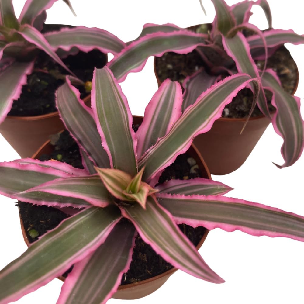 BubbleBlooms Cryptanthus Bivittatus, 2 inch Set of 3, Pink and Green Earth Star Tiny Mini Pixie Plants