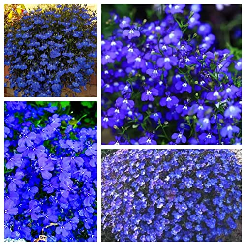 10000+ Blue Creeping Thyme Seeds For Planting, Dwarf Ground Cover Plants Easy To Grow,Ornamental Perennial Flower Seeds #TOP1