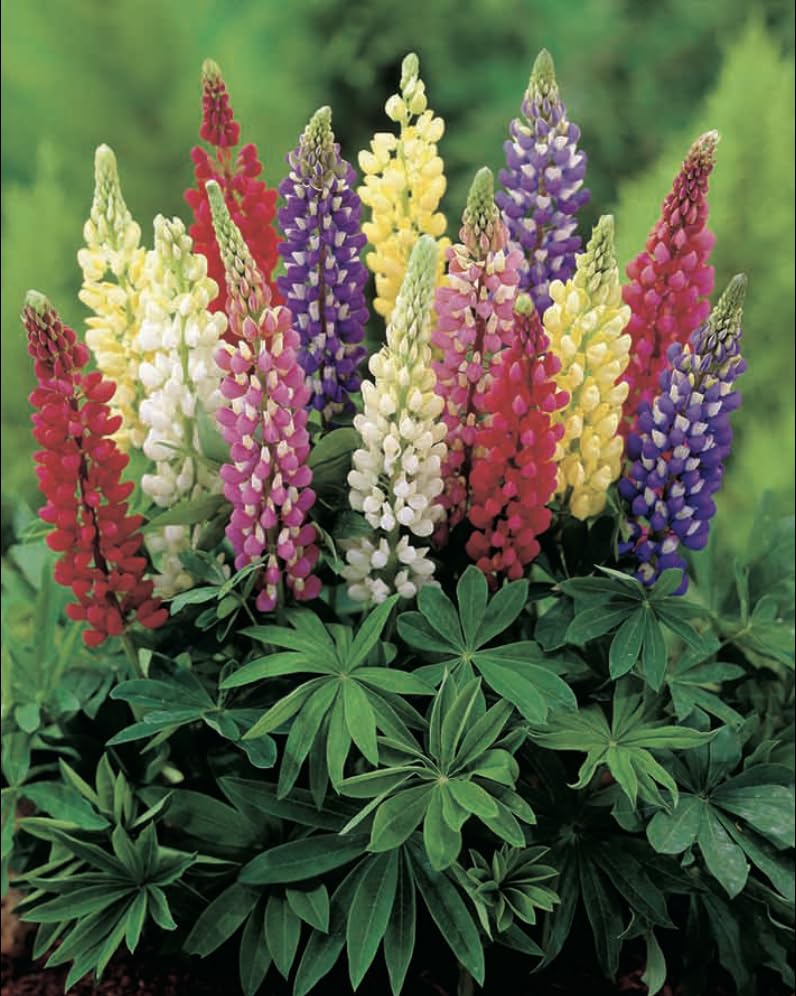 6 x Lupin Russel Mixed Colours Plug Plants Hardy Perennial Flower