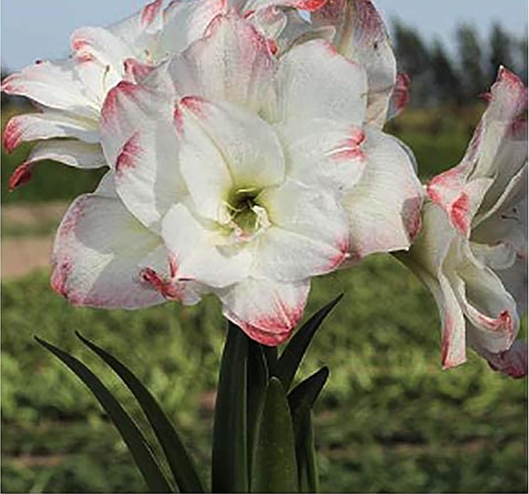 Amazon.com : Amadeus Amaryllis Picotee – 28-30 cm Bulb – Elegant