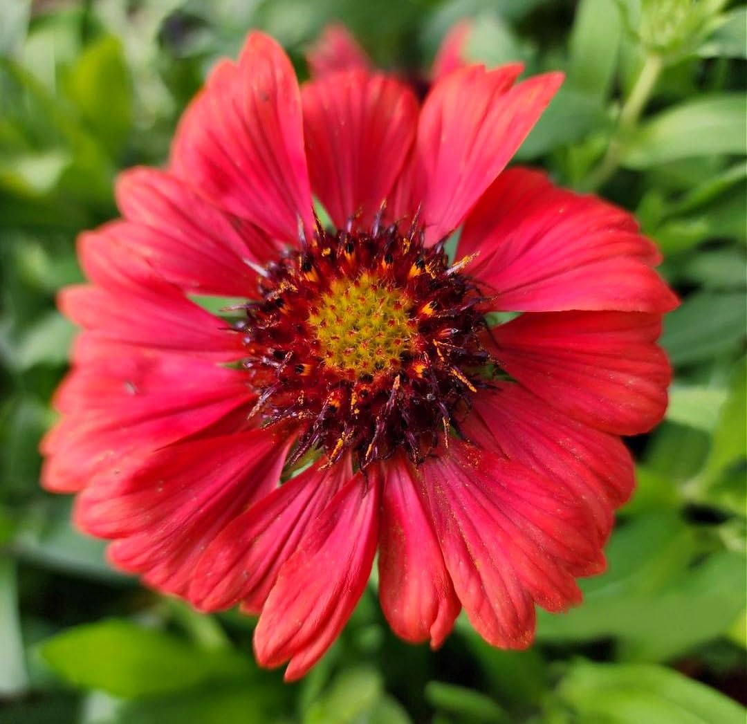 Greenwood Nursery Mesa Red Gaillardia