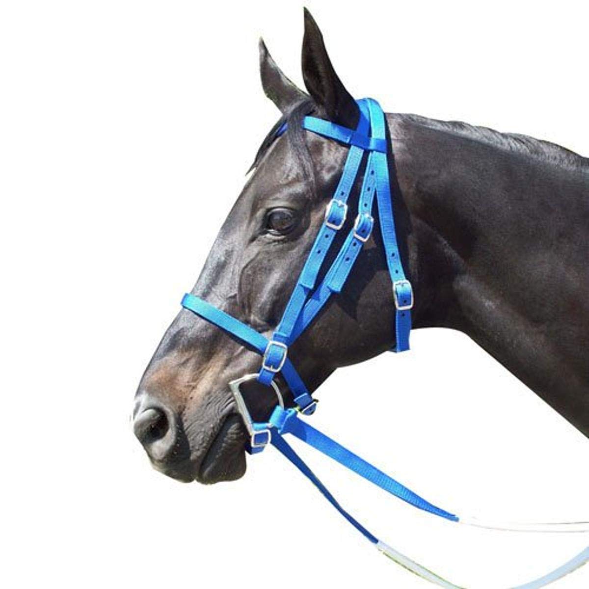 Intrepid International Nylon Race Horse Bridle