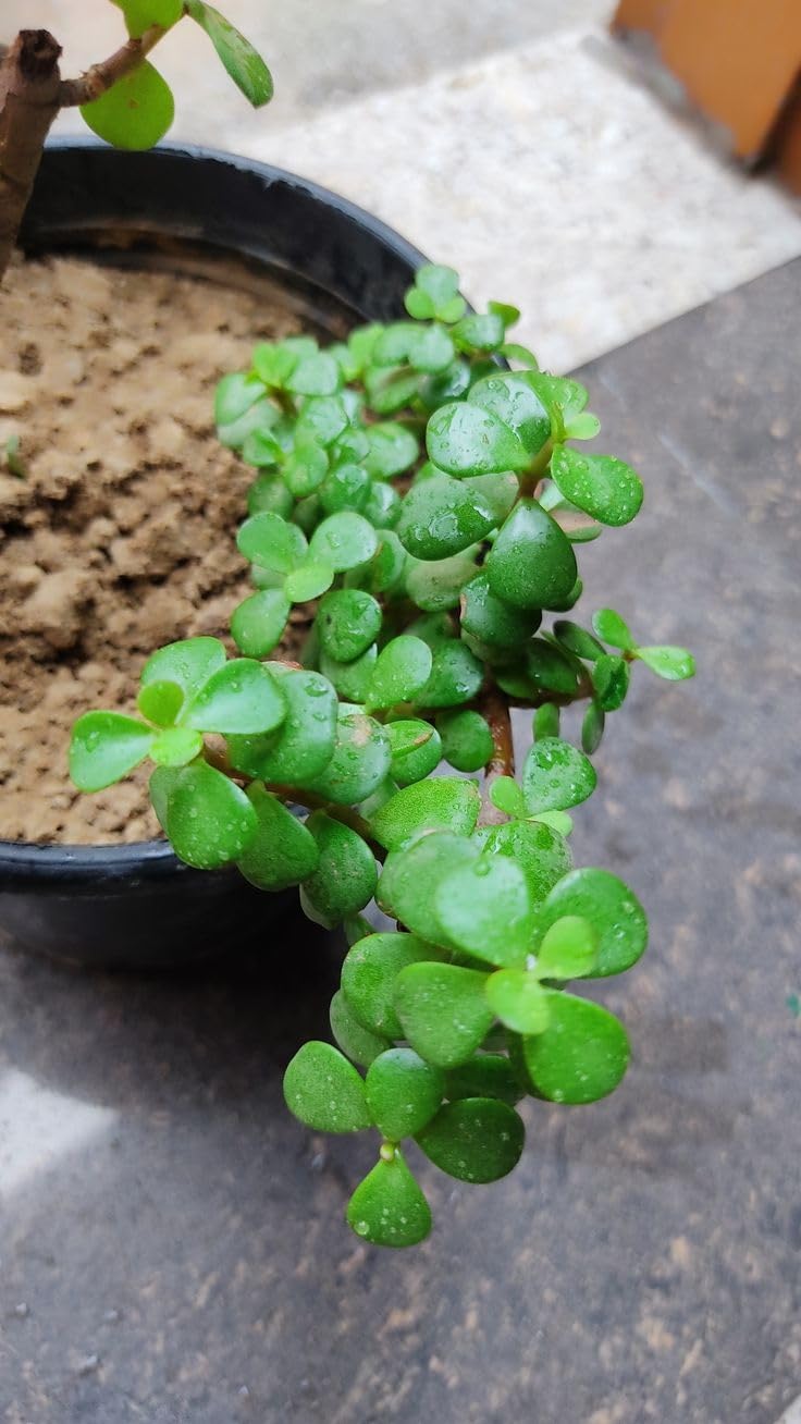 Jade Plant Live with Pot, Indoor Succulent, Modern Minimal Home Decor (Pack Of 1)-image-40