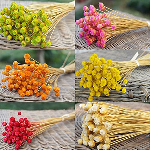 50 flores secas naturales para decoración floral miniatura 6
