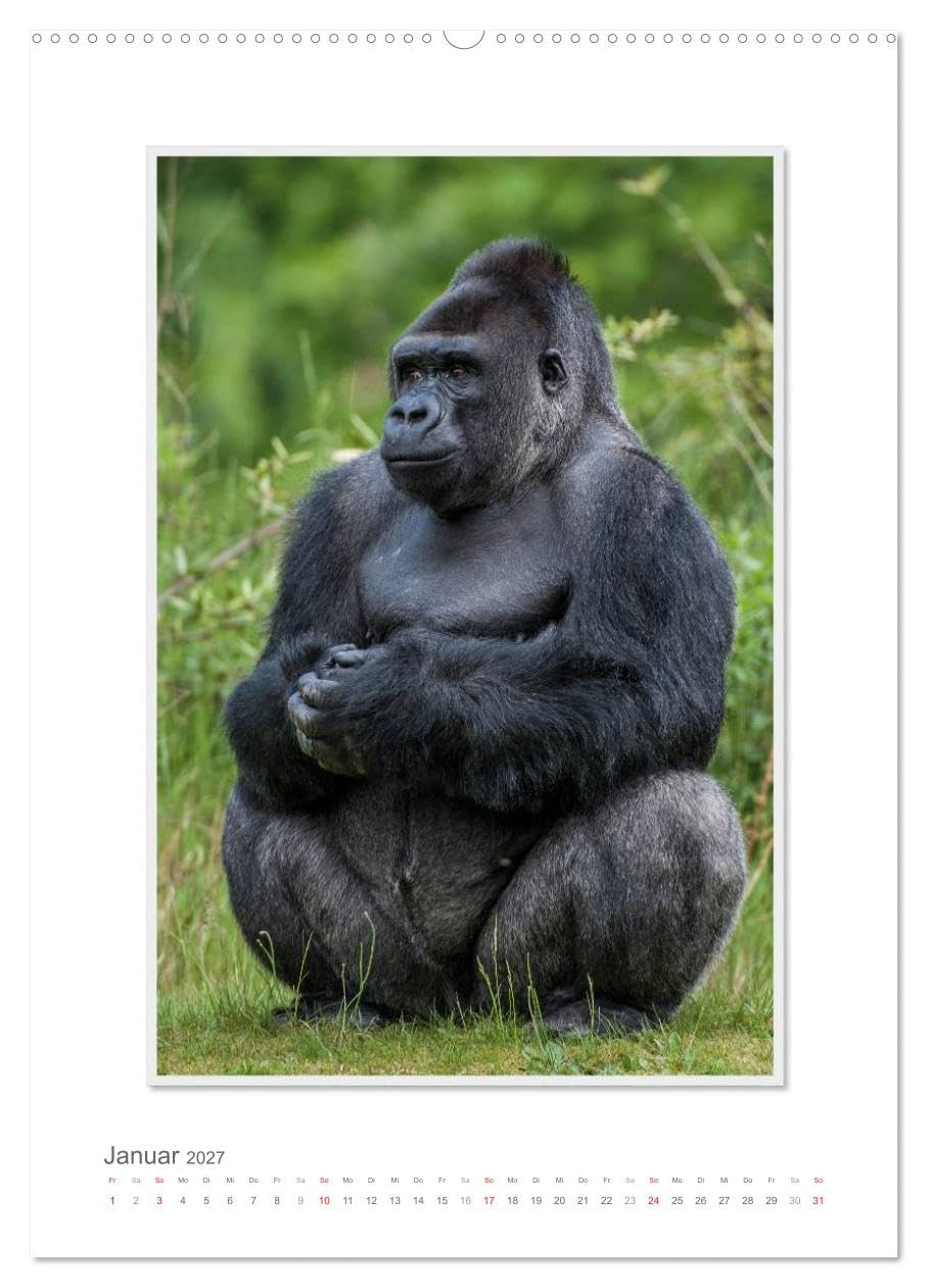 CALVENDO - Emotionale Momente: Aus dem Leben der Familie Gorilla. (hochwertiger Premium Wandkalender 2027 DIN A2 hoch), Kunstdruck in Hochglanz: Zauberhafte Bilder von unserem nächsten Verwandten. Gor