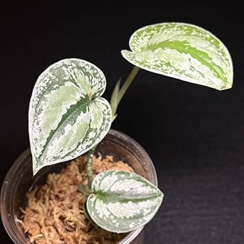 Amazon.co.jp: レア 34. Scindapsus Tricolor Silver Platinum Amazon.co.jp: レア 34. Scindapsus Tricolor Silver Platinum