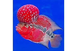 Red Dragon Flowerhorn Cichlid Juvenile 2″: Vibrant Live Aquarium Fish