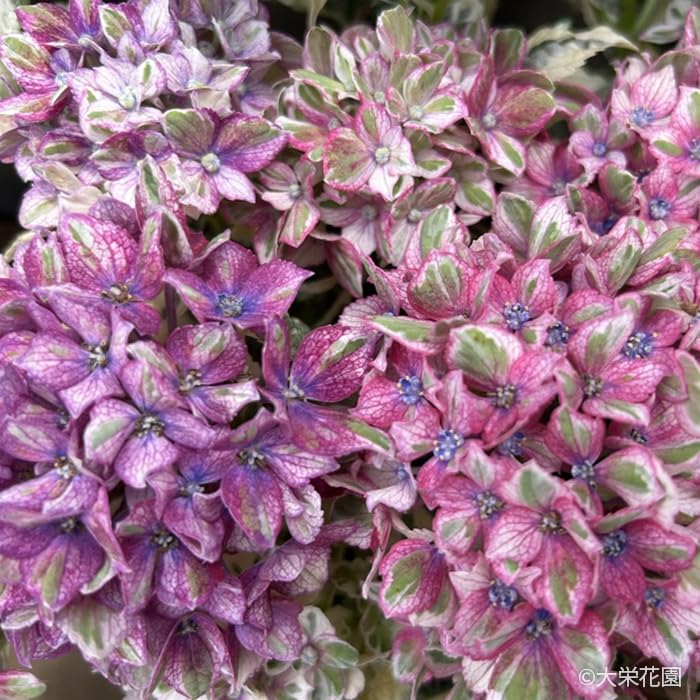 Amazon.co.jp: アジサイ カラフルランジア スパイスno.1 9cmポット