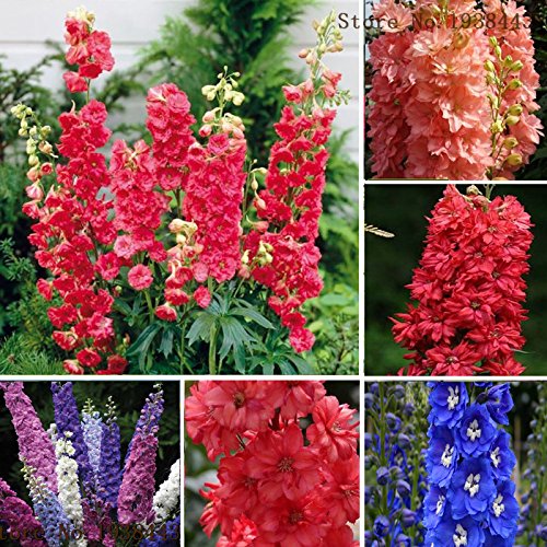 Creative Farmer Flower Seeds : Delphinium Plant Seeds For Air Purification Garden [Home Garden Seeds Eco Pack] Plant Seeds (B078RGTSPZ) Amazon Price History, Amazon Price Tracker