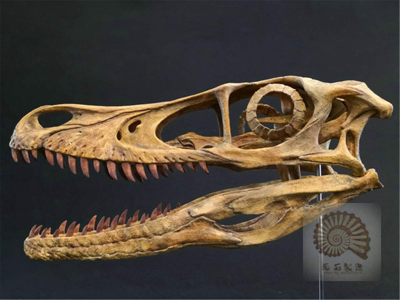 ヴェロキラプトル 骨格モデル No.001 Amazon.co.jp: スケルトンモデルシリーズ ヴェロキラプトル