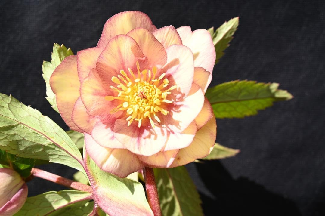 クリスマスローズ 認定プリマヴェーラゴールド 加藤農園