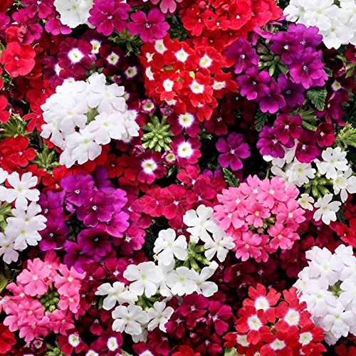 CSNCH 1/4 Pound Verbena Ideal Florist Mix Seeds