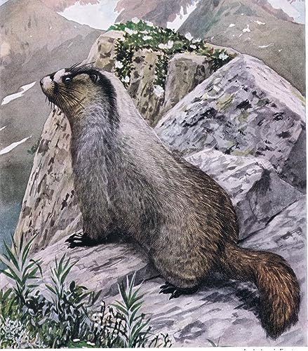 Tableau Ever Vigilant par Louis Agassiz Fuertes affiche d'art vintage de 60x90cm