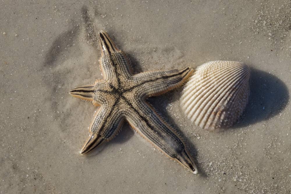 Posterazzi PDDUS10JEN0639 Seashell and Starfish, Honeymoon Island State Park, Dunedin, Florida, USA Photo Print, 18 x 24, Multi