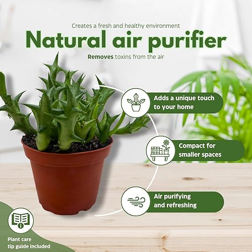 Miniatura 8 de BubbleBlooms Orbea Stapelia Schweinfurthii, Huernia con flores de naranja rara de 4 pulgadas