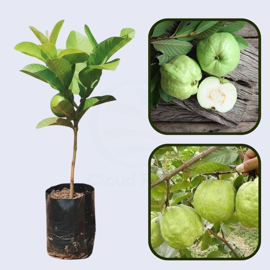 Doce Paulista Guava Plant Sweet Brazilian Tropical Fruit Variety Ideal For Home Garden Plantation, Orchard Growing And Backyard Fruit Tree Cultivation_CF_Ti82-image-28