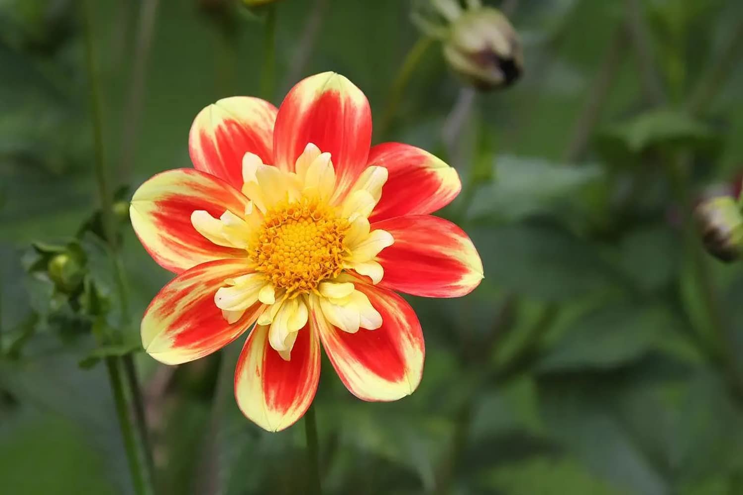 100pcs Gemengde Kleur Dahlia Zaden Aanpasbare Essentiële Bloemen voor Telers Voeg Kleur Toe aan Tuin Gemakkelijk Groeien met Sier Economische Waarde