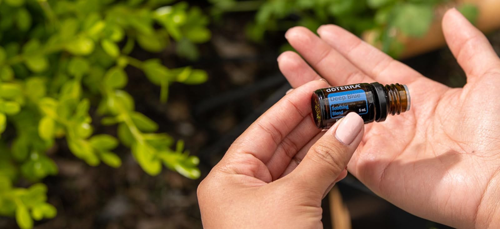Amazon.com: doTERRA Deep Blue Essential Oil Soothing Blend 5 ml (2