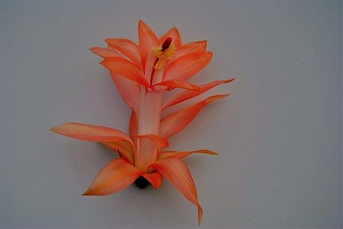 FTG Goods 1 planta de inicio de cactus exóticos vivos  Cactus de Navidad Braiden  Zygocactus suculenta planta enraizada  Schlumbergera Zygo Cactus