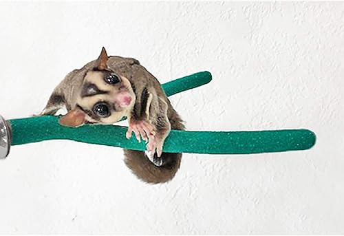 Exotic Nutrition Sandy Branch (bifurcado) – Accesorio duradero de perca para recortar uñas de varias ramas – Planeadores de azúcar, ardillas, degus,