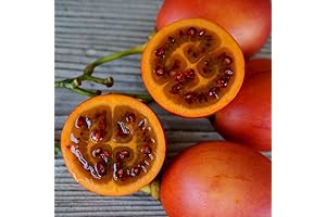 Sweet and Flavorful 20 Tamarillo Tomato Tree Seeds for Planting