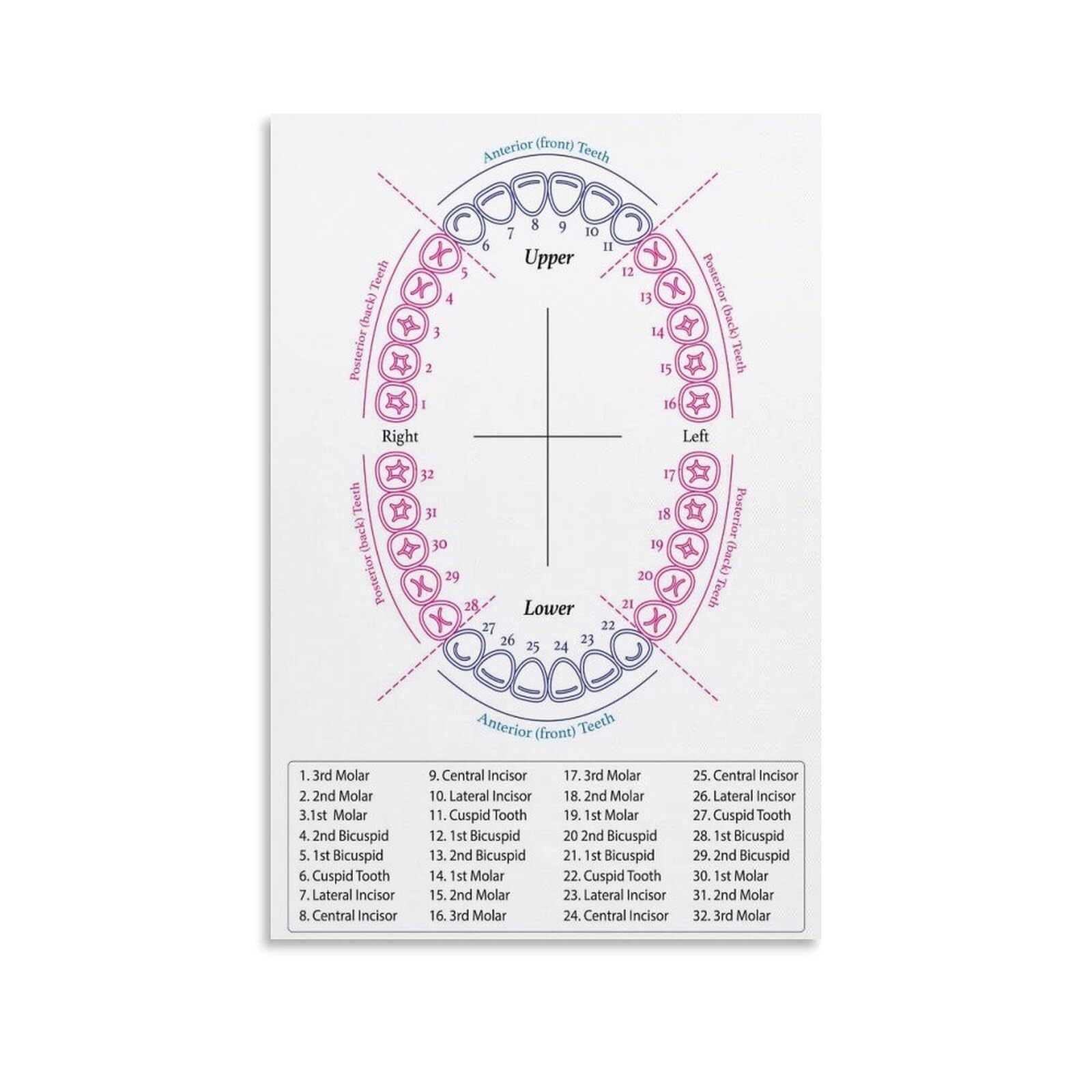 Mdbjtcyzn Framed Orthodontic Chart Poster Full Teeth Diagram Human Tooth Anatomy Poster For Students Clinic Office Decor(,16X24inch(40X60cm))