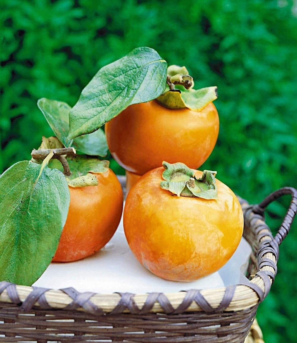 BALDUR Garten 1x Winterharte Kaki, Sharon-Frucht, Pflanze im 2-Liter Topf