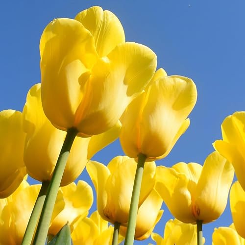 Miniatura 7 de Oferta increíble! Flores gigantes de tulipán amarillo dorado del mundo, 3 bombillas, fácil de cultivar, para plantación de jardín de otoño, perenne,