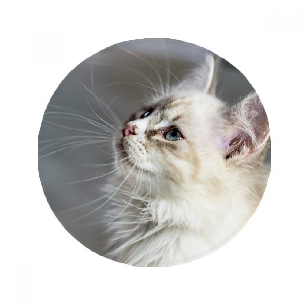 Tapis de sol chat lavable pour éviter les glissades dans la cuisine