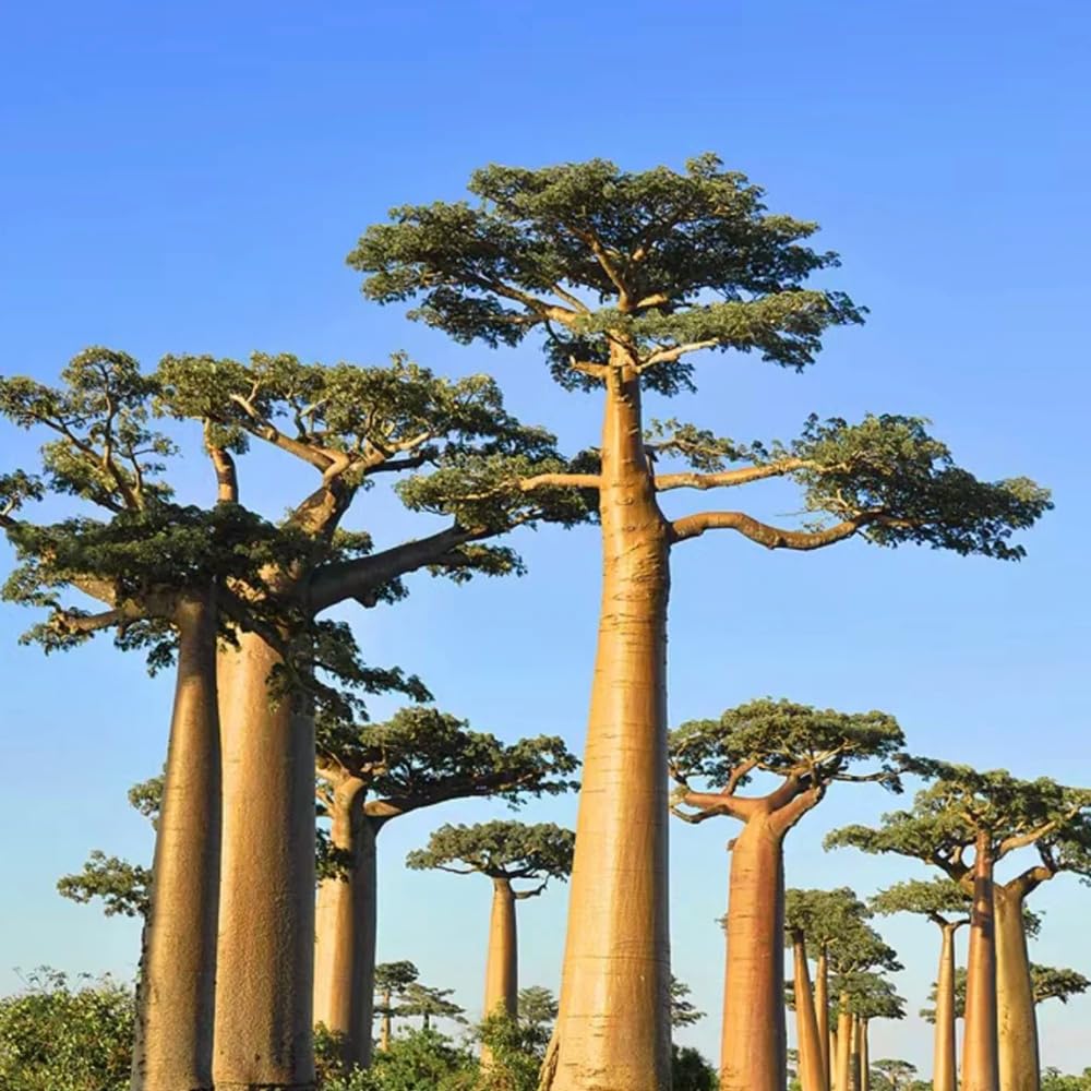 semillas de baobab - baobab - semillas orgánicas variedades antiguas, crecimiento ción exóticas 10pcs