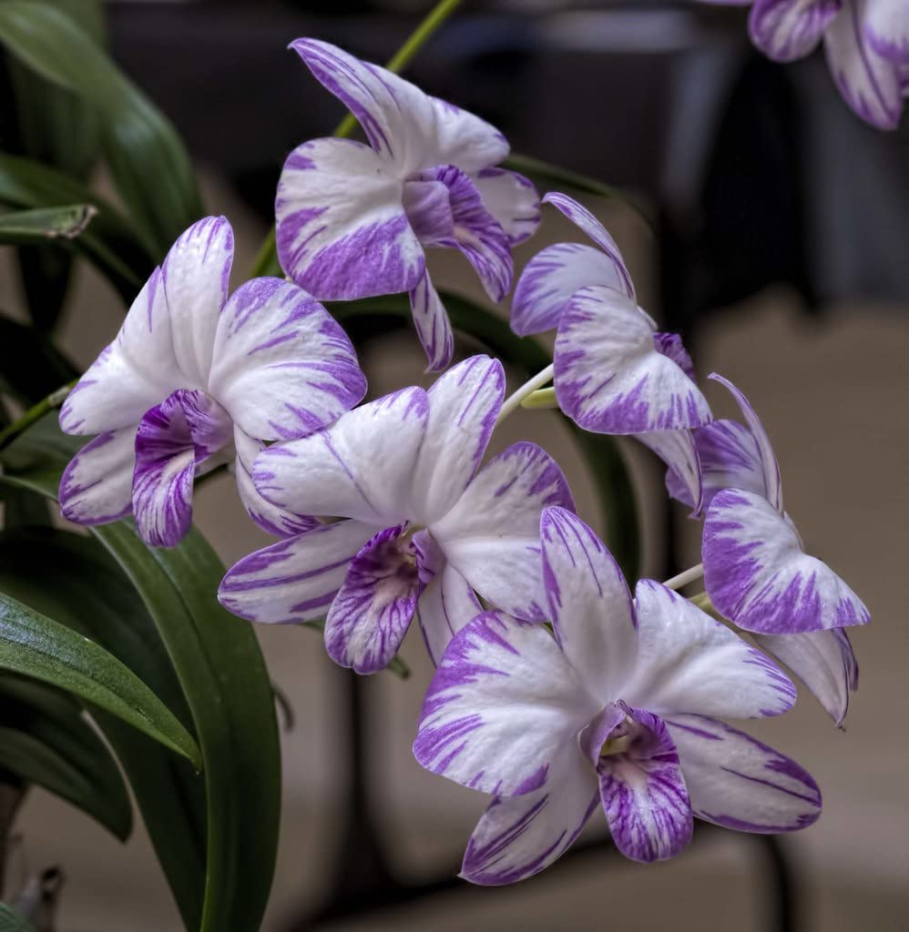 Florona Dendrobium Orchid Seedling Plants " Enobi Purple Splash " 1 Helathy Live Plant Without Pot (B09TTPK39X) Amazon Price History, Amazon Price Tracker