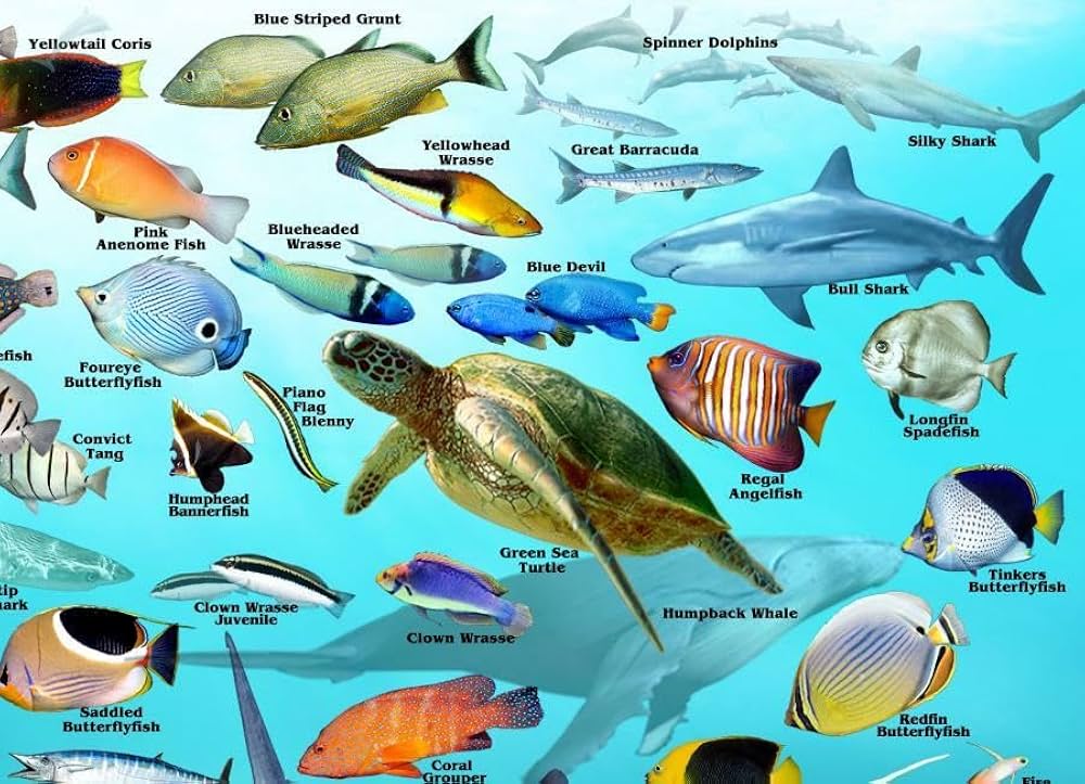 【希少】HAWAIIAN FISHESハワイの魚の画集　洋書 希少】HAWAIIAN FISHESハワイの魚の画集 洋書 希少】HAWAIIAN