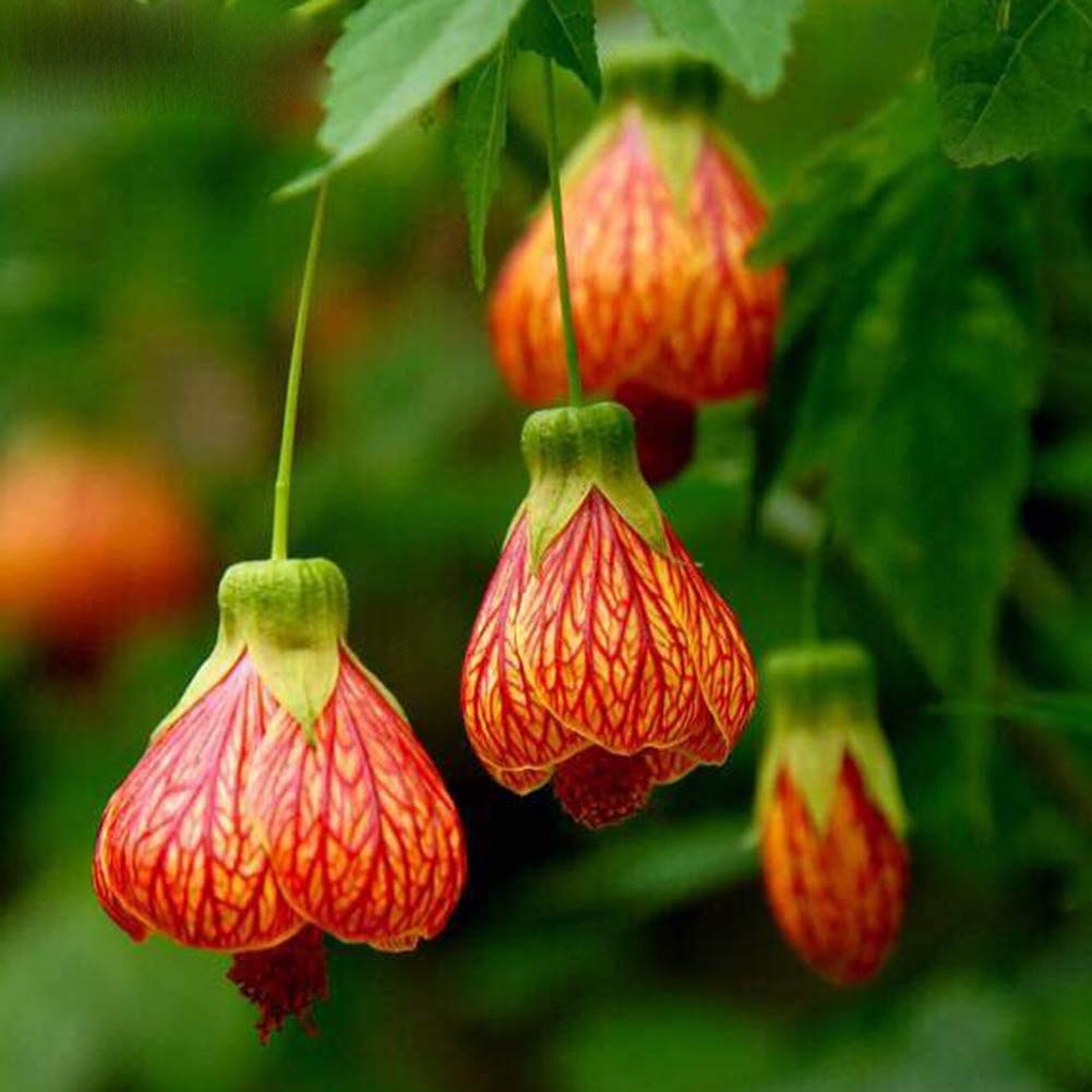 Live Abutilon Flowering Maple Chinese Lantern Starter