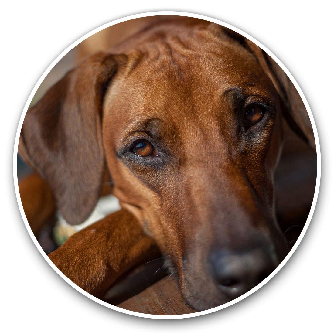 Destination Vinyl Ltd Brown Rhodesian Ridgeback Dog 12664 Vinyl Stickers (Set Of 2) 7.5Cm - Brown Rhodesian Ridgeback Dog #12664