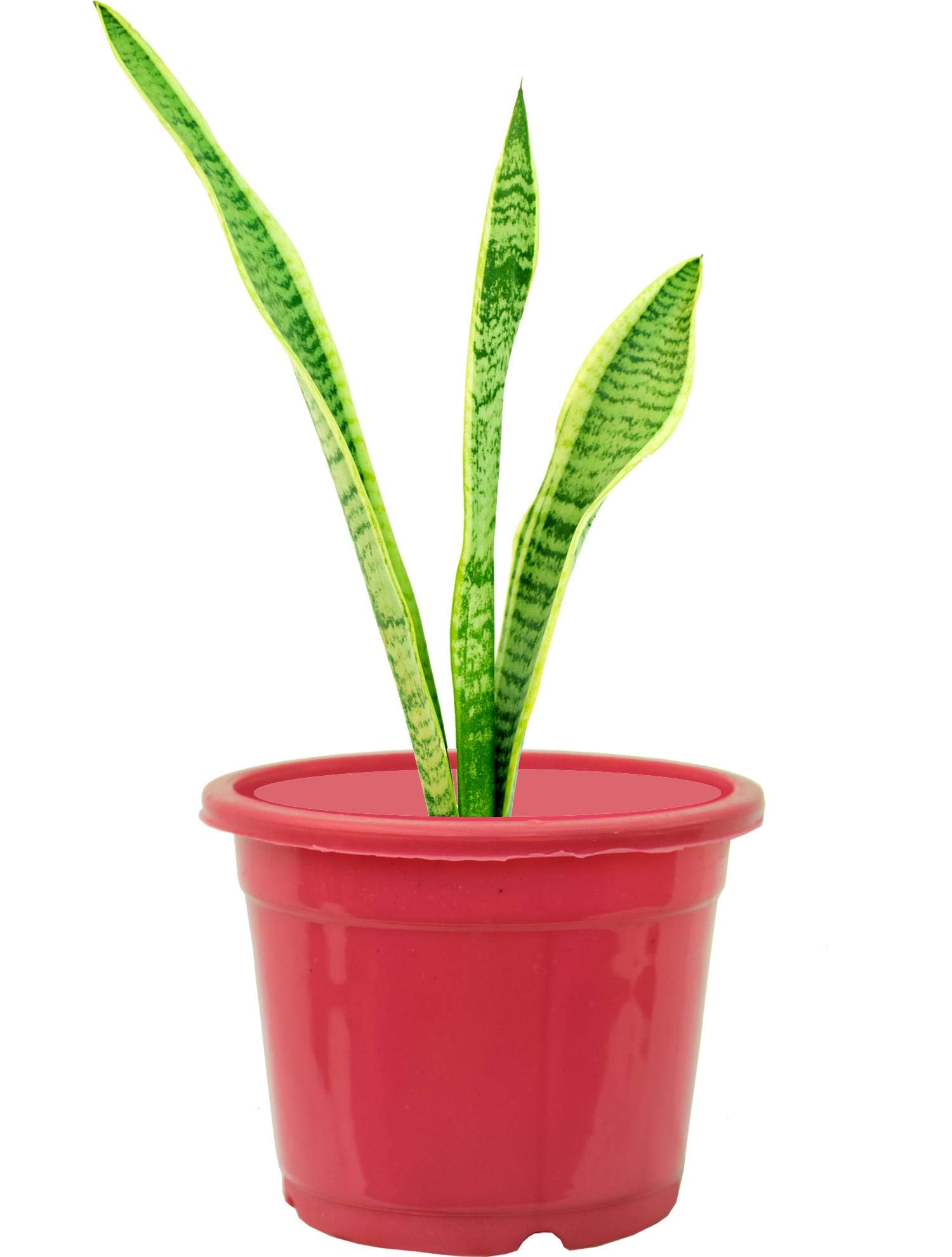 Sansevieria zeylancia Snake Indore live Natural Plant (Pot Included)-image-21