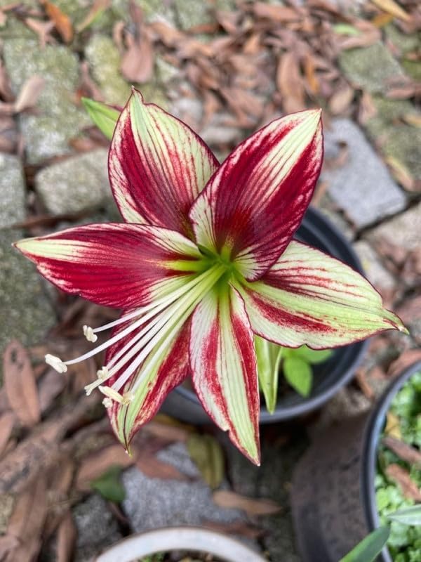 SVG® Imported Double Amaryllis Lily Flower Bulbs for Planting and Gardening, Pack Of 2 Bulbs (Maroon With Cream)