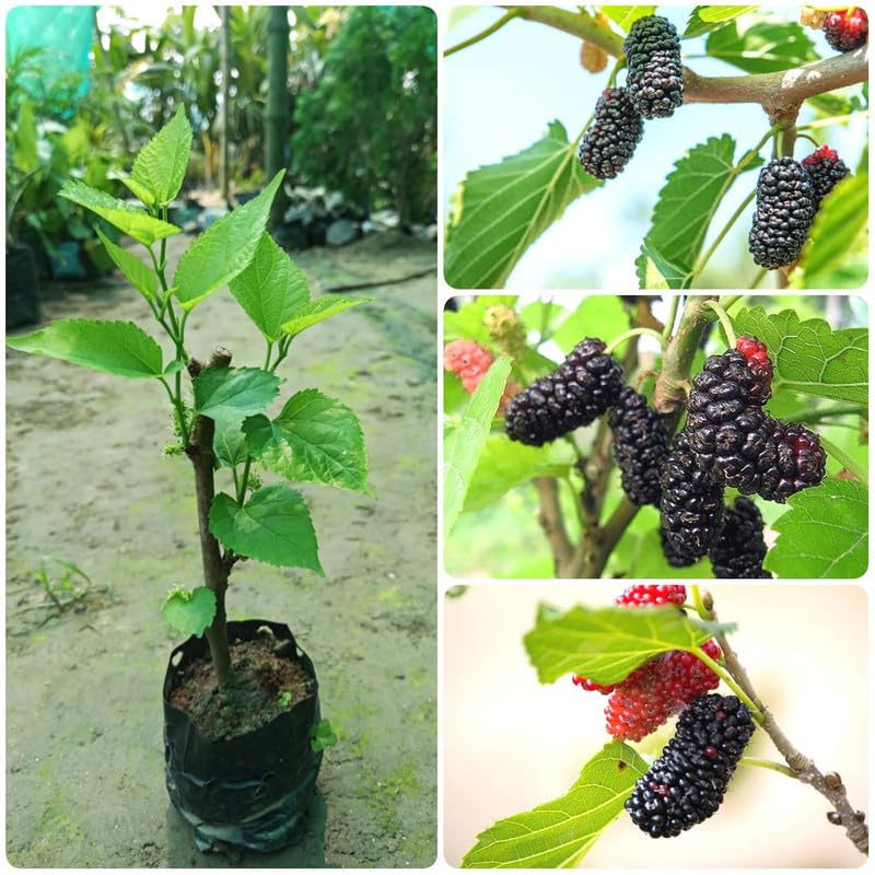 Long mulberry plant live grafted,Shahtut Black Barry Tropical Tasty Fruit Live Plant (2 Plant) Natural Fruit Mulberry Plant