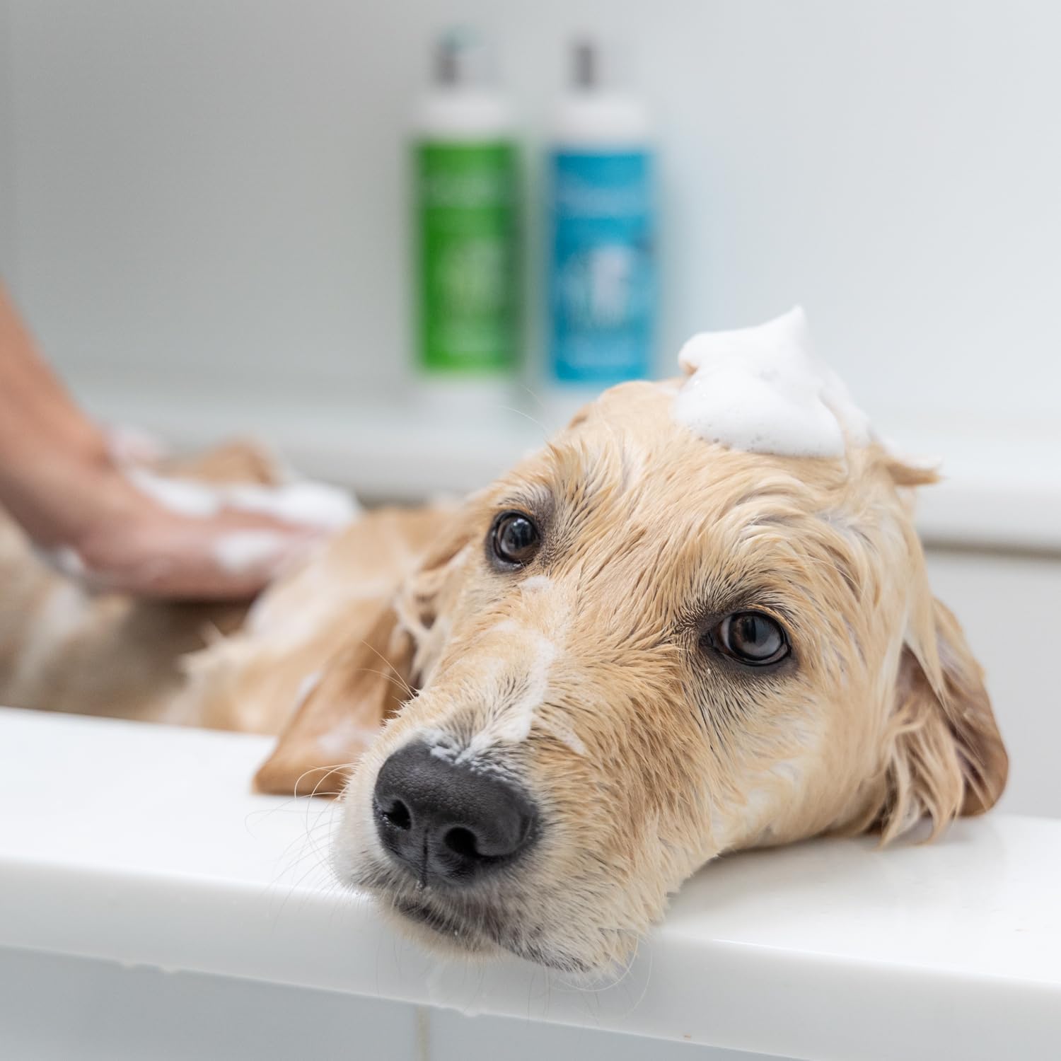 Moisturizing Conditioner & Shampoo Duo with Cold Pressed Argan Oil - Nourish Your Dog with Aloe Vera & Arnica for a Soft Hair & Skin - Providing a Luxurious Grooming Experience (300 ML)