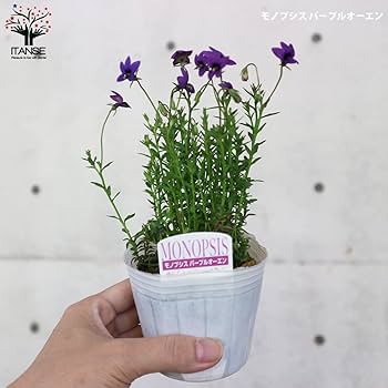 菜花 ミニフラワースプレー×32つぼみ×2｜商品案内｜株式会社アスカ商会