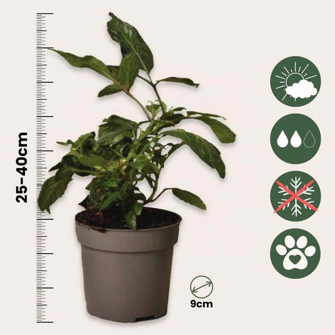 Plant in a Box - Solanum Muricatum 'Pepino gold' - Set de 3 - Maceta 9cm - Altura 25-40cm