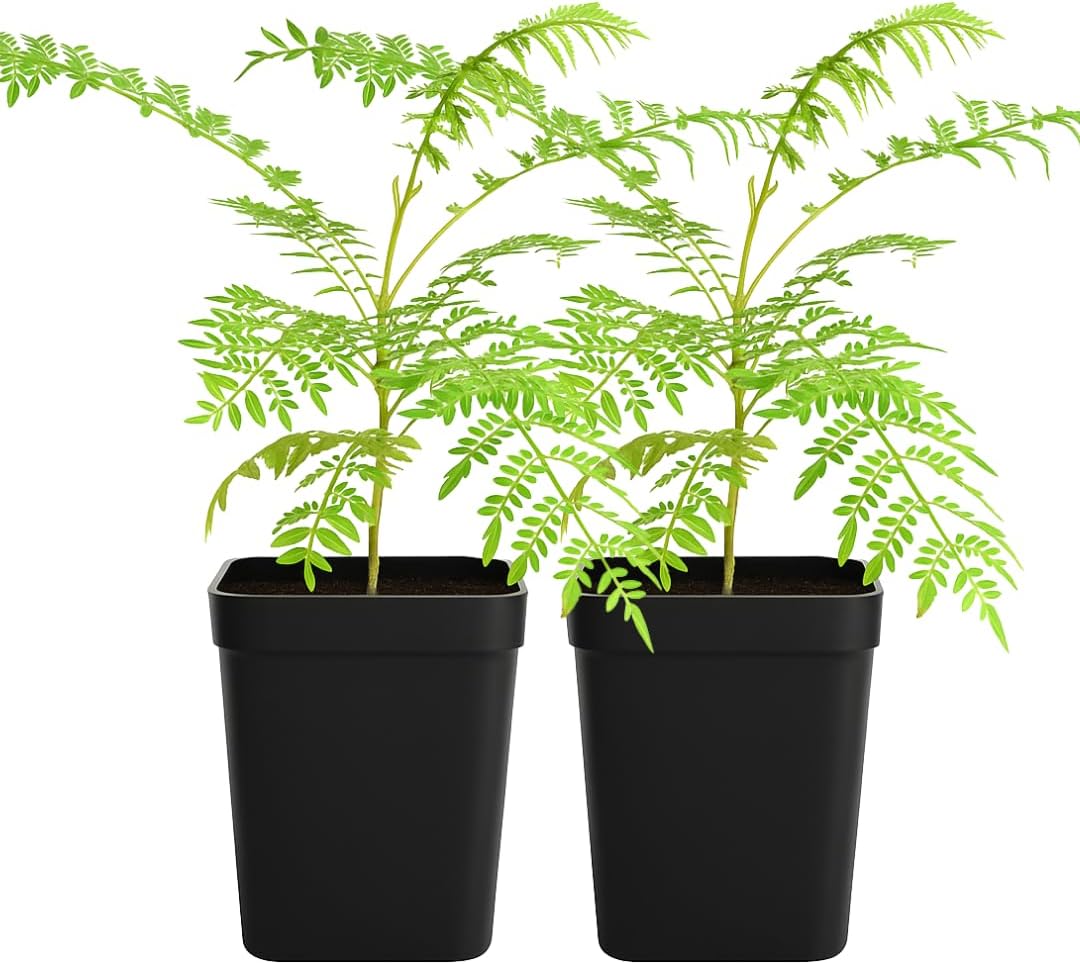 My Shelfie - Mini Jacaranda Tree, 3-4 Inch Tall Bonsai Tree in 2-Inch Pot, Live Plants Outdoor Hardiness Zones 9-11, Bonsai Live with Purple Flowers (2)
