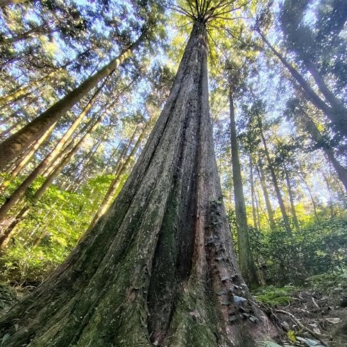 メタセコイアの森 鳥と虫の声 新幹線の音