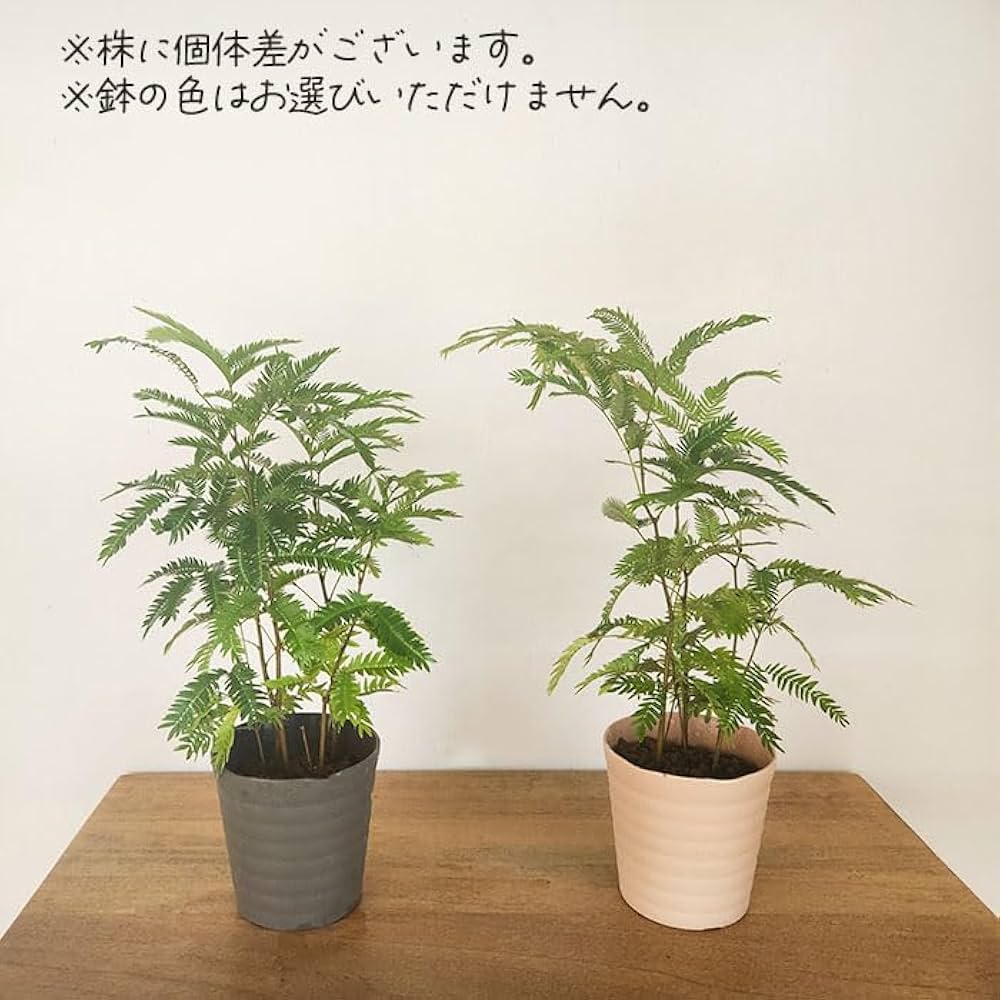 Amazon｜観葉植物 ネムノキ エバーフレッシュ 3.5号鉢 観葉植物