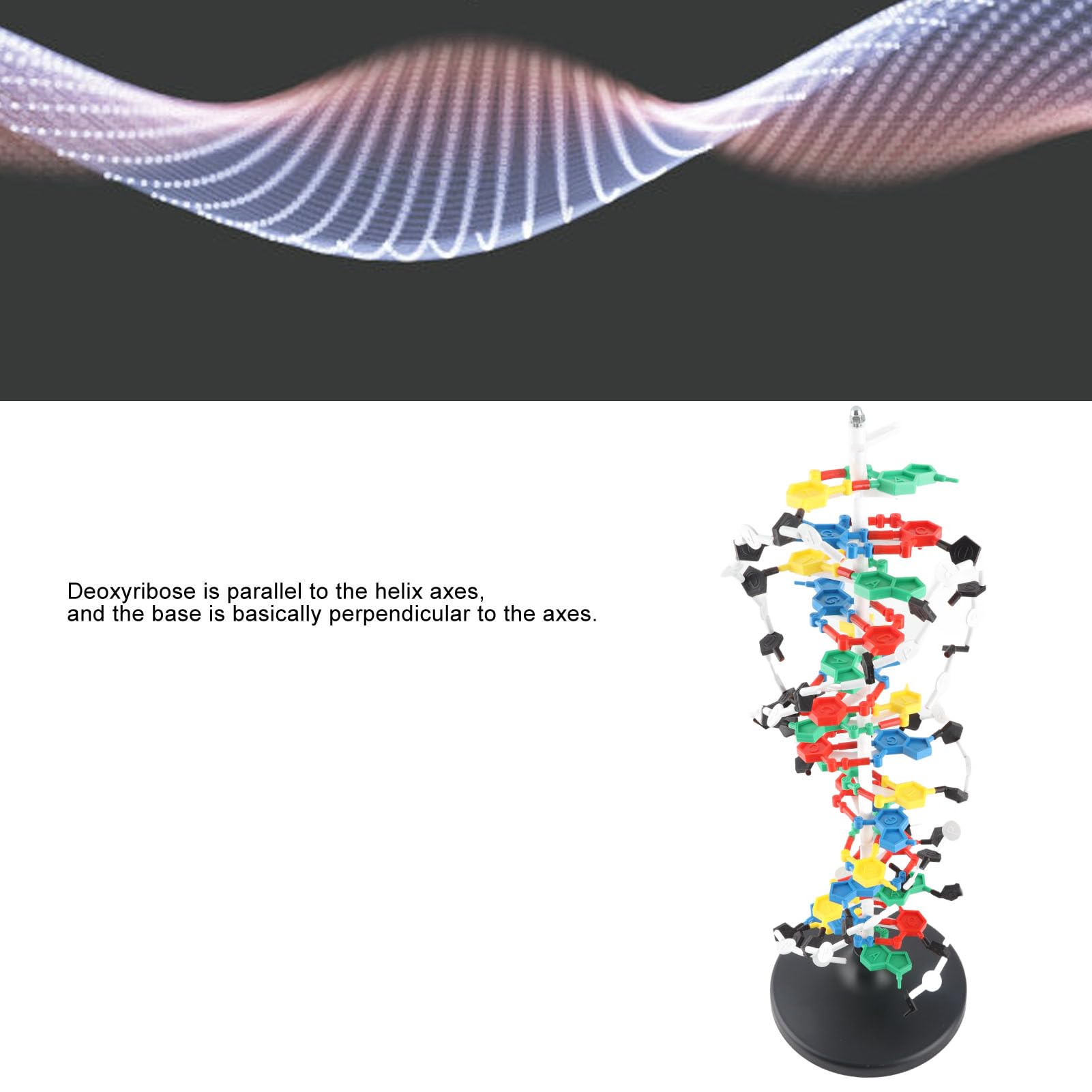 Modelo de Estructura de ADN de Plástico, Herramienta Educativa Detallada de Doble Hélice para Clases de Biología, Diámetro de 10A