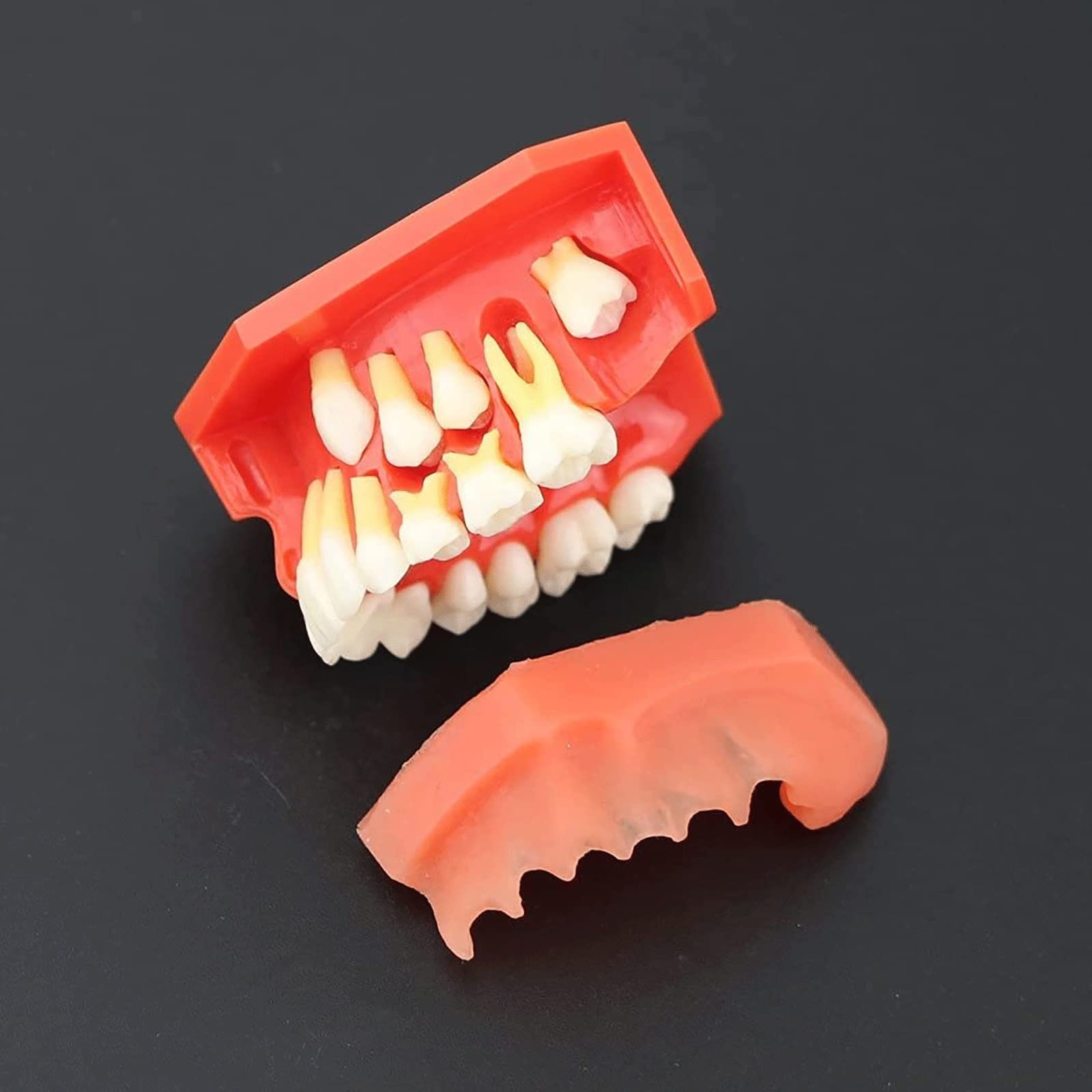 Modelli di Insegnamento Dentale, Modello di Dimostrazione Dentale per Denti Rimovibili per Malattie Dentali Modello per La Cura dei Denti Dentali per Bambini di 9-12 Anni