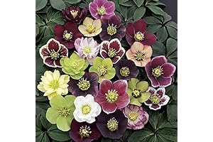 Lenten Rose/Hellebore Mix