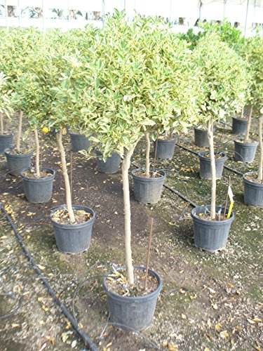 Citrus mitis varigata/calamondine
