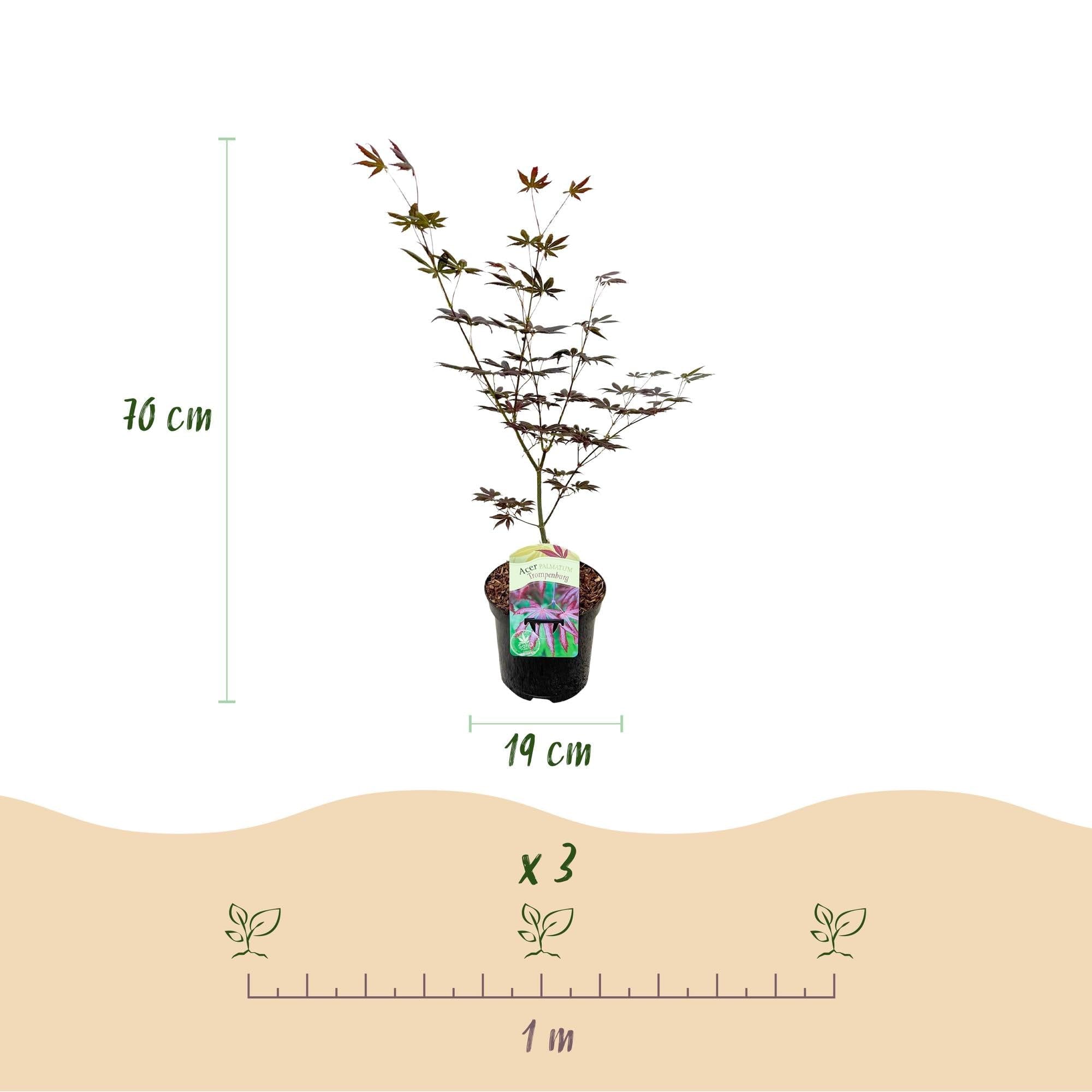 Japanischer Ahorn Acer palmatum 'Trompenburg' – Dunkel Lila – Balkon – & Gartenpflanze – Ø19cm – Ca. 70cm hoch